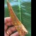 11,0 cm sehr großer Zahn des Carcharodontosaurus
