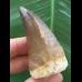 5,5 cm dunkler brauner Zahn des Mosasaurus