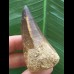 5,5 cm dunkler brauner Zahn des Mosasaurus