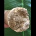 6,5 cm hellerer Zahn des Mosasaurus