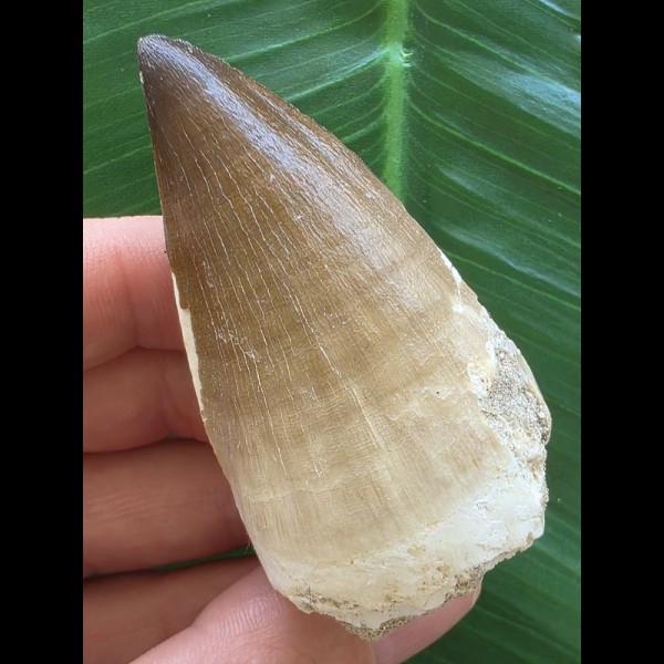 6,1 cm hellerer Zahn des Mosasaurus