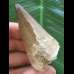 6,1 cm hellerer Zahn des Mosasaurus