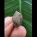 1,7 cm Zahn des Triceratops horridus/USA 1,7 cm Zahn des Triceratops horridus/USA