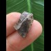 1,8 cm Zahn des Triceratops horridus/USA