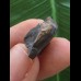 1,8 cm Zahn des Triceratops horridus/USA