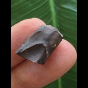 1,8 cm Zahn des Triceratops horridus/USA