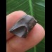 1,8 cm Zahn des Triceratops horridus/USA