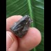 1,8 cm Zahn des Triceratops horridus/USA