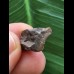 1,8 cm Zahn des Triceratops horridus/USA