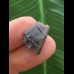 1,6 cm dunkler Zahn des Triceratops horridus/USA 1,6 cm dunkler Zahn des Triceratops horridus/USA