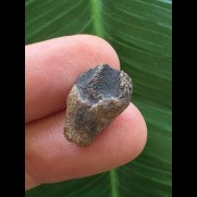 1,7 cm brauner Zahn des Triceratops horridus/USA