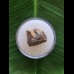 1,4 cm Zahn des Triceratops horridus/USA