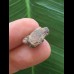 1,4 cm Zahn des Triceratops horridus/USA