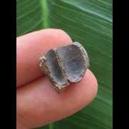 1,4 cm Zahn des Triceratops horridus/USA