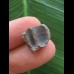 1,4 cm Zahn des Triceratops horridus/USA