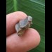 1,4 cm Zahn des Triceratops horridus/USA