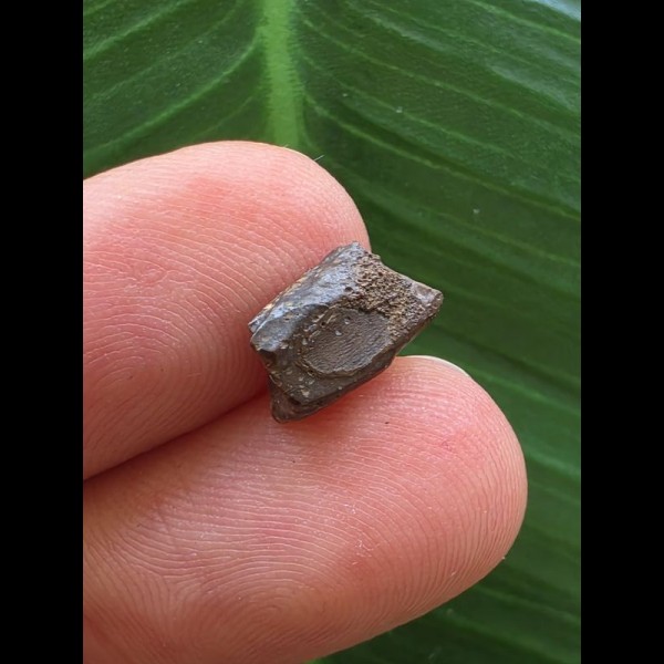 1,0 cm Zahn des Edmontosaurus