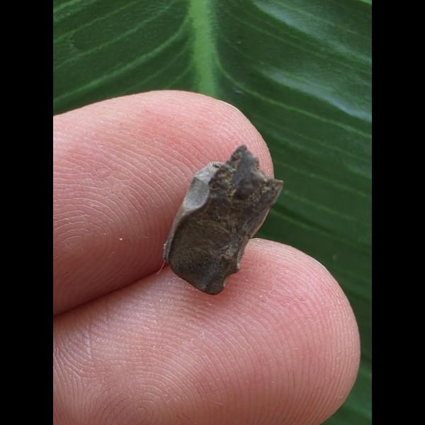 0,9 cm Zahn des Edmontosaurus #2