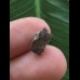 0,9 cm Zahn des Edmontosaurus #2