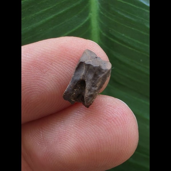 1,0 cm Zahn des Edmontosaurus #2 1,0 cm Zahn des Edmontosaurus #2