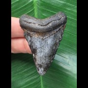 6,0 cm gemusterter Zahn des Megalodon aus Florida