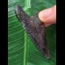 6,0 cm gemusterter Zahn des Megalodon aus Florida 6,0 cm gemusterter Zahn des Megalodon aus Florida