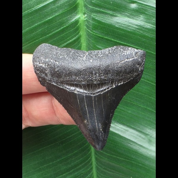 5,2 cm schwarzer posteriorer des Megalodon 5,2 cm schwarzer posteriorer des Megalodon