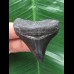 5,2 cm schwarzer posteriorer des Megalodon 5,2 cm schwarzer posteriorer des Megalodon