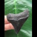 5,2 cm schwarzer posteriorer des Megalodon 5,2 cm schwarzer posteriorer des Megalodon
