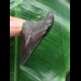 5,2 cm schwarzer posteriorer des Megalodon 5,2 cm schwarzer posteriorer des Megalodon