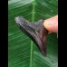 5,2 cm schwarzer posteriorer des Megalodon 5,2 cm schwarzer posteriorer des Megalodon