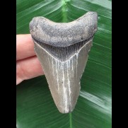 7,4 cm grauer Zahn des Megalodon