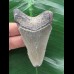 7,4 cm grauer Zahn des Megalodon