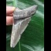 7,4 cm grauer Zahn des Megalodon