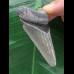 7,4 cm grauer Zahn des Megalodon