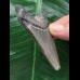 7,4 cm grauer Zahn des Megalodon