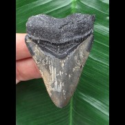 6,3 cm scharfer Zahn des Megalodon