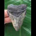 6,3 cm scharfer Zahn des Megalodon 6,3 cm scharfer Zahn des Megalodon