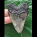 6,3 cm scharfer Zahn des Megalodon 6,3 cm scharfer Zahn des Megalodon