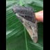 6,3 cm scharfer Zahn des Megalodon 6,3 cm scharfer Zahn des Megalodon