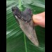 6,3 cm scharfer Zahn des Megalodon 6,3 cm scharfer Zahn des Megalodon