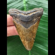 6,4 cm brauner Zahn des Megalodon