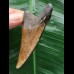 6,4 cm brauner Zahn des Megalodon