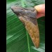6,4 cm brauner Zahn des Megalodon