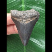 5,2 cm schwarzer scharfer Zahn des Megalodon
