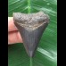 5,2 cm schwarzer scharfer Zahn des Megalodon 5,2 cm schwarzer scharfer Zahn des Megalodon