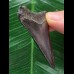 5,2 cm schwarzer scharfer Zahn des Megalodon 5,2 cm schwarzer scharfer Zahn des Megalodon