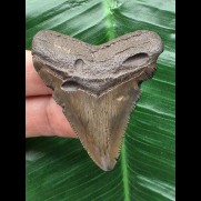 5,5 cm brauner Zahn des Megalodon