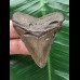 5,5 cm brauner Zahn des Megalodon
