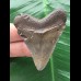 5,5 cm brauner Zahn des Megalodon